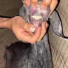 عنز مضرع لبيع البيع سمح