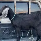 عناق فل شحم