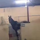 حصان للبيع