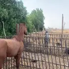 خيل