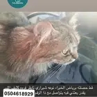 قط حصلته مو متاكده من جنسه برياض الخبراء