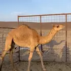 بكره للبيع عمره 5شهور