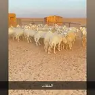 غنم حريات