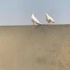 حمام