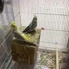 كروان كوكتيل