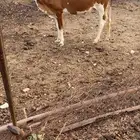 بقر للبيع