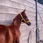مهر من العيار الثقيل