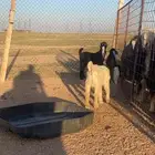 تيوس وحريات