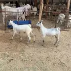 تيوس فل 4شهور