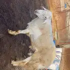 خروف حري صنف مشروط جدا