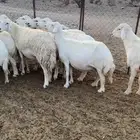 ضان للبيع