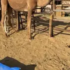 ابل