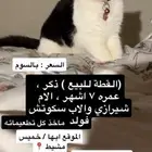 قط سكوتش فولد