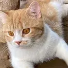 قطط للتبني
