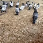 طبات باكستاني