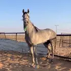 حصان شعبي كفو