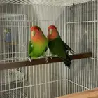 للبيع روز جاهزين للانتاج