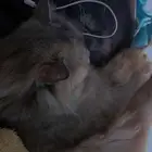 قطه انثى التبني