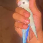 طير للبيع