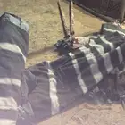 بيت شعر اصلي شرط