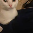 قطه للتبني