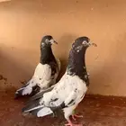 جوز تيدي بيور