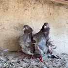 حمام كشكش