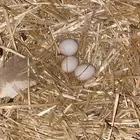 دجاج بكستاني