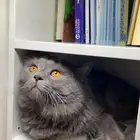 قطط