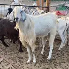 تيس فحل