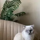 قطه للتبني همالايا انثى