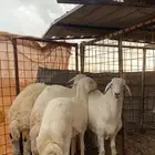 انباع الله يبارك للمشتري انباع خارج الموقع