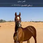 سلام عليكم مهره شعبيه للبيع