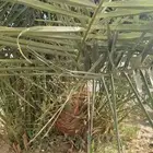 نخل جثيث برني