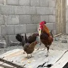 دجاج ديك