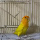 روز