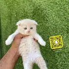 كيتن سكوتش وهملايا