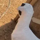 طلي دغور اللبيع