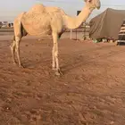 عشراء معها ثنين قعود وبكره تم البيع