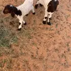 دواغير نعيم