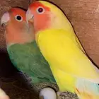 زوج روز منتجج