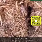 ذره شاميه 23