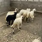 رخال وطليان حريات