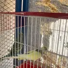 عصافير