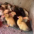 صياصان بط