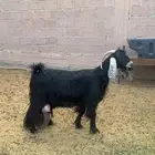 عنز عارضيه طيبه