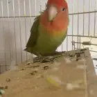 ببغاء روز ذكر