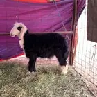 للبيع طالي نجدي سمين وطيب