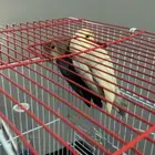 عصافير روز للبيع