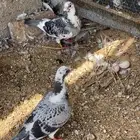 حمام زاجل